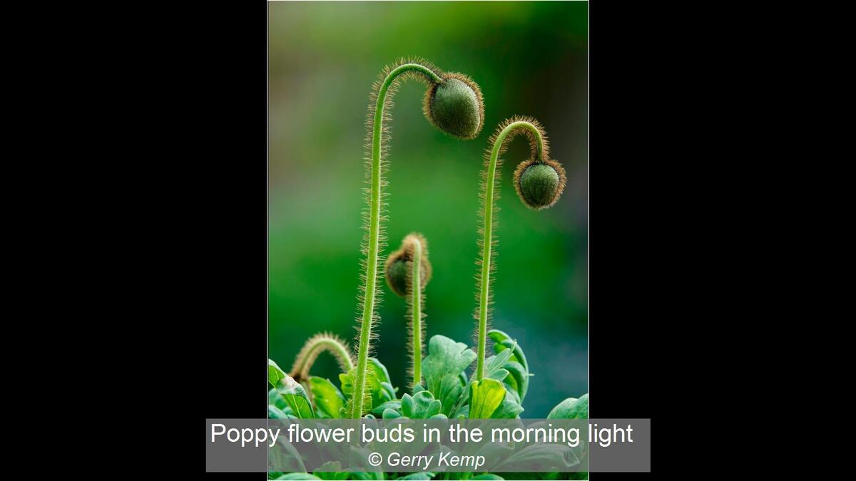 03_Poppy flower buds in the morning light_Gerry Kemp
